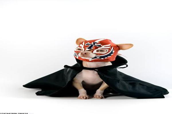 焦作地区体育培训机构的推荐与课程分析